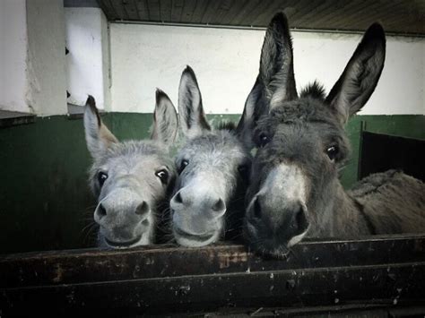 Donkey Names 500 Good Ideas For Names For Donkeys