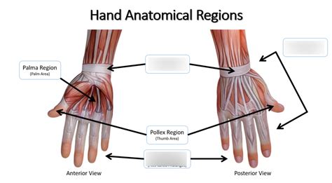 Hand Anatomical Region Diagram Quizlet