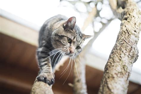 Can Cats Climb Down Trees Feline Abilities And Facts Hepper