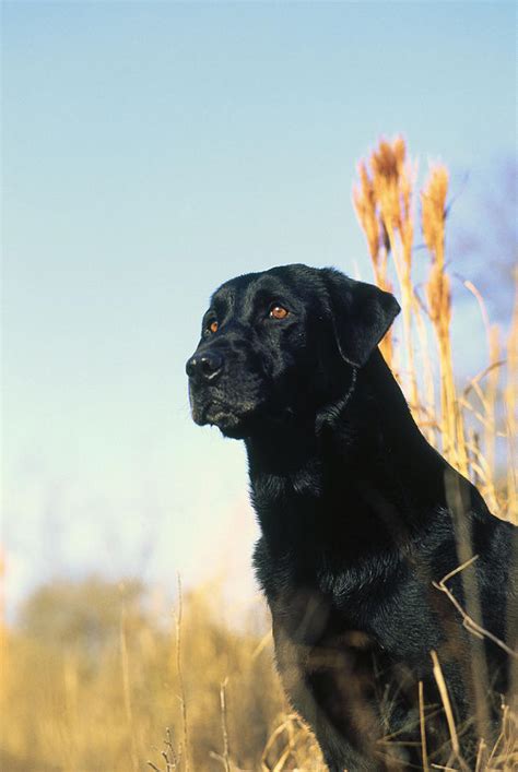 Black Labrador Hunting Dog By