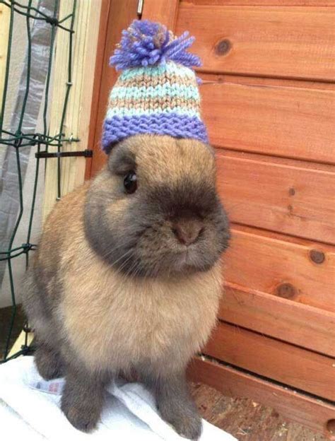 17 Best Images About Adorable Bunnies On Pinterest