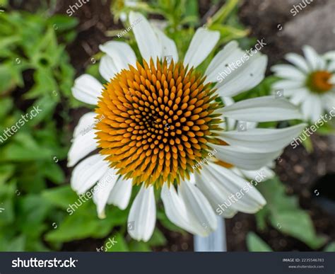 Coneflower Echinacea Purpurea White Lustre Blooming Stock Photo