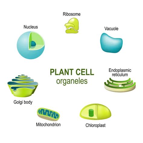 Plant Cells Stock Vectors Royalty Free Plant Cells Illustrations