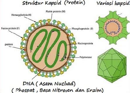 Sejarah Pengertian Ciri Ciri Struktur Dan Cara Reproduksi Virus