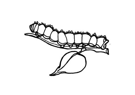 The caterpillar coloring pages also available in pdf file that you can download for free. Free Printable Caterpillar Coloring Pages For Kids