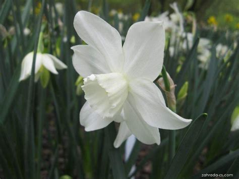 Narcis Narcissus Ice Wings Květy Květenství Zahrada