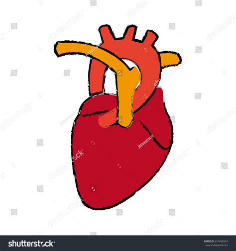 Human Heart Anatomy Medical Science стоковая векторная графика без