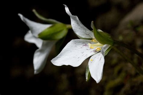 Seinet Portal Network Trillium Rivale