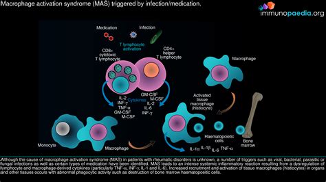 Solution Macrophage Activation Syndrome 1 Studypool