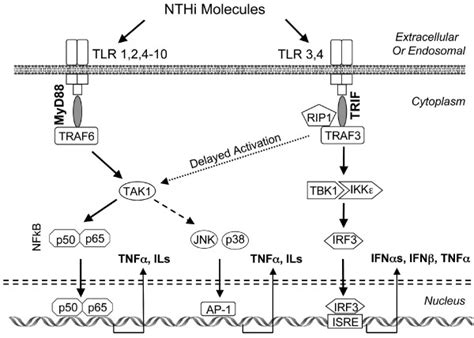 A Schematic Representation Of Tlr Signaling Via The Myd Versus Trif Download Scientific