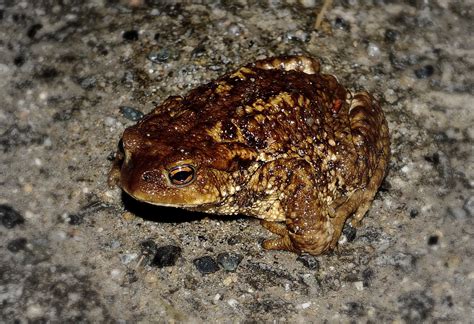 Free Images Nature Wildlife Frog Toad Amphibian Fauna Close Up