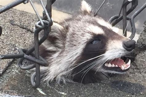How To Kill Raccoons Does Poison Work