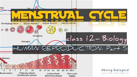 Menstrual Cycle Class 12 Biology Chapter 3 Human Reproduction