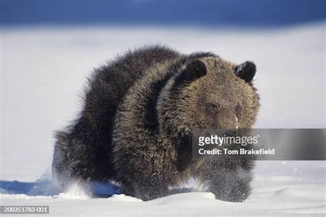 Grizzly Bear Charging Photos And Premium High Res Pictures Getty Images