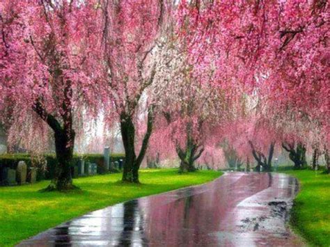You might be able to find the right choice for your yard among these popular flowering trees. pink weeping willows | Dragonfly Dreams New Beginnings ...