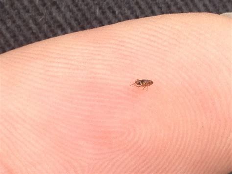 Your pro pest control technician should be professional in every way, should thoroughly explain everything to you, and should take the. Flea Pest Control & Treatment, Newcastle NSW: Newcastle ...