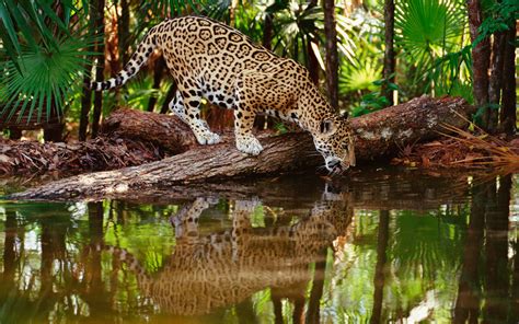 Wild Animals Wallpapers 65 Pictures