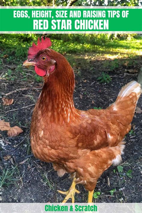 Top 25 Red Star Chickens Update