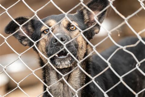 Homeless Dog In A Shelter For Dogs Stock Photo Image Of Closeup