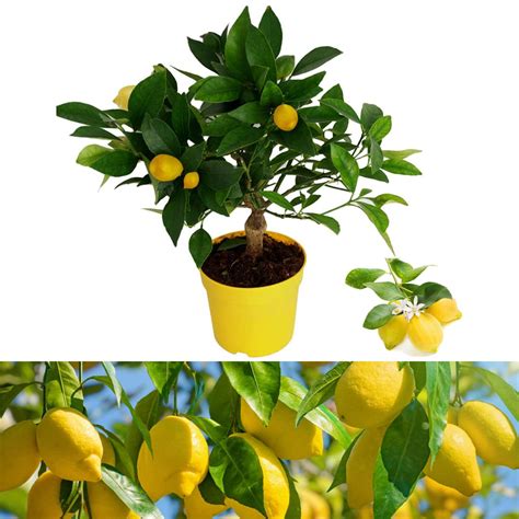Buy Citrus Lemon Tree Mini Lemon Tree With Edible Lemons On 25 Cm