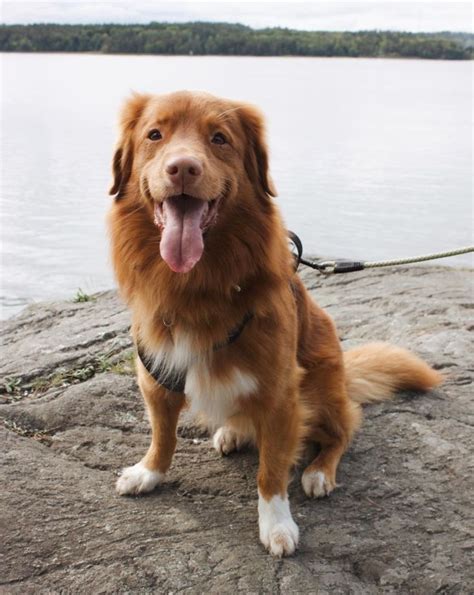 A portion of every sale is donated to animal rescue groups and charities. Nova Scotia Duck Tolling Retriever #labradorretriever # ...