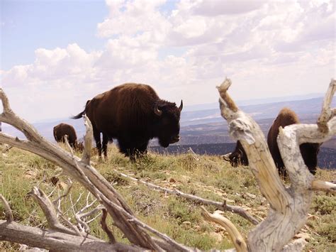 Rare Genetically Pure Bison Found In Utahs Henry Mountains St