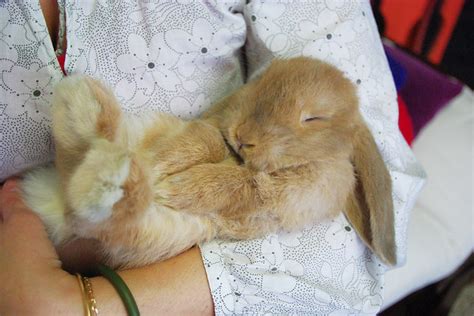 Sleeping Bunny Flickr Photo Sharing