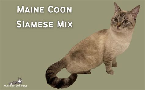 Siamese Maine Coon Mix Characteristics And Traits