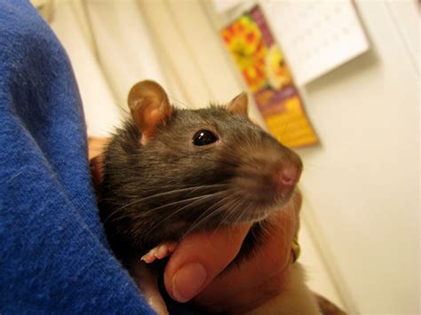 Owls, snakes, bobcats, foxes, badgers, coyotes, ringtail, and your cat or dog are just a few. Pet rats spread deadly Seoul virus in US and Canada for ...