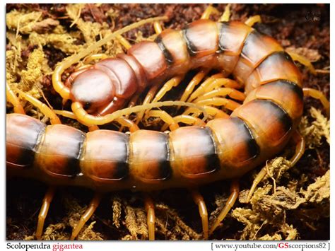 Scolopendra Gigantea Robusta Peruvian Giant Yellow Leg Centipede
