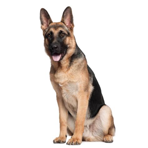 If he had opposable thumbs, he would be unstoppable. German Shepherd Dog Breed » Information, Pictures, & More