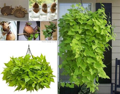 Sweet potatoes aren't started by seed like most other vegetables, they're started from slips. Wonderful Growing A Potato Vine Plant