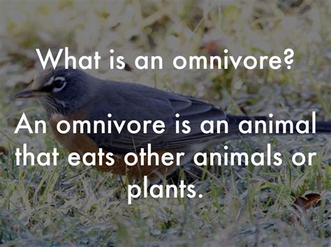 Unlike herbivores, omnivores can't digest some of the substances in grains or other plants that do not. Omnivores by Rick Meyer