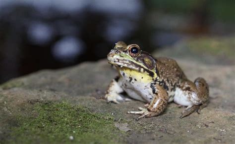 Whats In Your Watershed The Bellowing American Bullfrog The