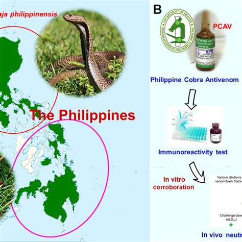 A Geographical Distribution Of The Philippine Cobra Naja