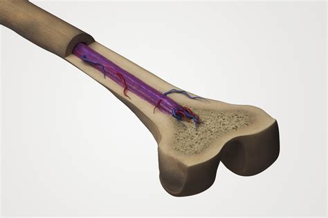 Sumsum tulang belakang memiliki istilah lain, yakni medula spinalis. Organ sistem imun dan fungsinya | Hisham.id | Biologi