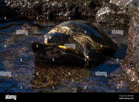 A Big Sea Turtle On Laniakea Beach Also Known As Turtle Beach Oahu