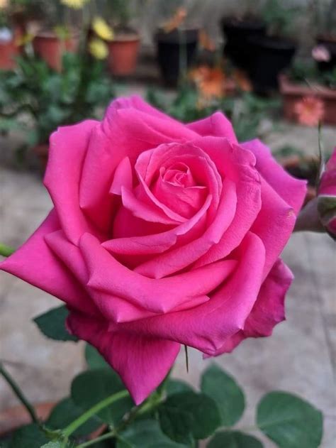 Las 20 Fotografías De Flores Más Hermosas E Impactantes Del Mundo Con Imágenes Rosas Bonitas