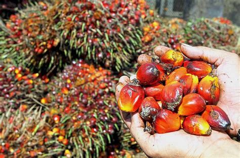 Fcpo is a ringgit malaysia (myr) denominated crude palm oil futures contract traded on bursa malaysia derivatives (bmd), providing market participants a global bmd's palm complex offerings consolidate malaysia's position as the leading price discovery centre for palm oil traded globally. Demand for palm oil to surge as importing countries ...