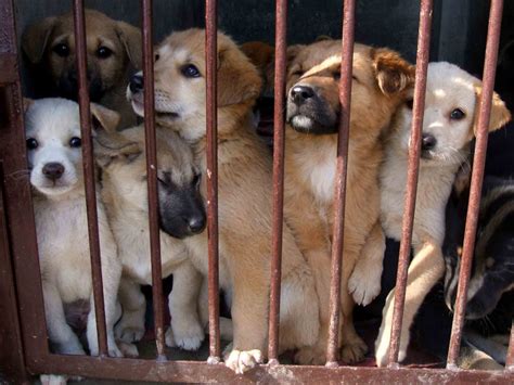 The Illegal Trade Of Puppies In Europe Oipa