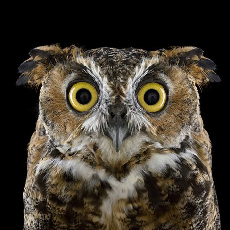 Stunning Portraits Of Owls Captured In Up Close Detail
