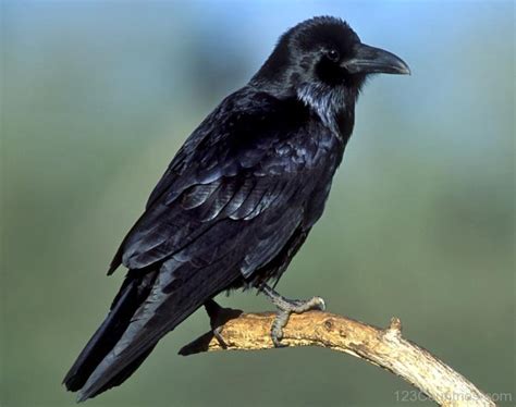 the common raven post 1