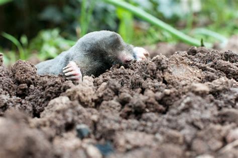 Mole In A Soil Stock Photo Image Of Rodent Snout Field 25398564