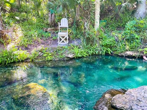tips for kelly park rock springs the perfect florida oasis florida trippers