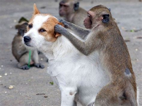 Monkey Grooming Dog Animals Unlikely Animal Friends Cute Animals