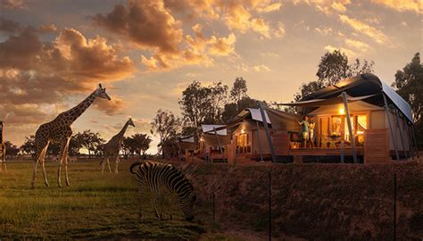 The animal view lodge is $319 per person twin share. Taronga Western Plains Zoo | Member Discounts & Specials ...