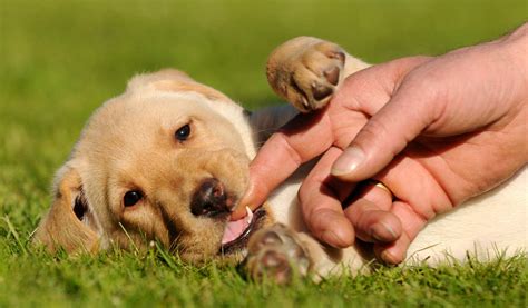 Labrador puppy biting in a coloured toy. Puppy Teething and Teeth - A Complete Guide to Your Puppy's Teeth