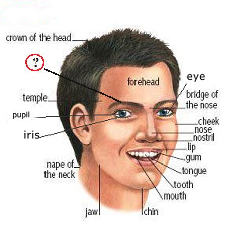 A(z) 10000+ eredmények french body parts. IELTS Vocabulary - Face & Facial organs | First English IELTS