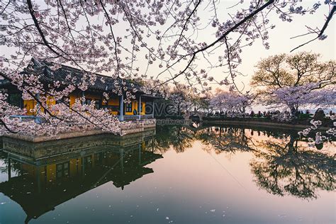 Cherry Blossoms In Turtle Head Islet Wuxi Picture And Hd Photos Free
