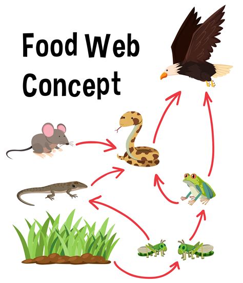 Science Food Web And Food Chain